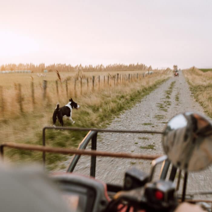A dog runs ahead of a four-wheeler on a farm near Balfour.